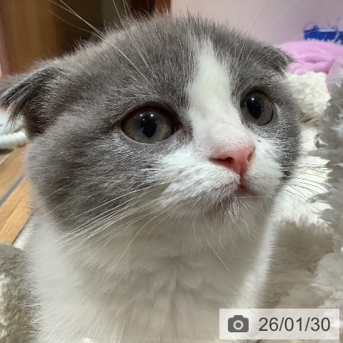 大阪府のスコティッシュフォールド (ペットプラス 鶴見店/2025年11月18日生まれ/女の子/ブルーパッチドタビーホワイト)の子猫の3枚目の画像