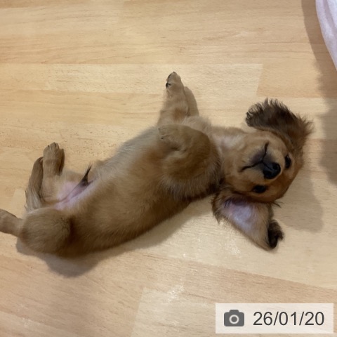 奈良県のミニチュアダックスフンド(ロング) (ペットプラス 大和郡山店/2025年11月18日生まれ/男の子/レッド)の子犬の4枚目の画像