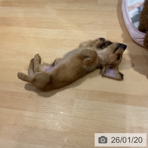 奈良県のミニチュアダックスフンド(ロング) (ペットプラス 大和郡山店/2025年11月18日生まれ/男の子/レッド)の子犬の3枚目の画像