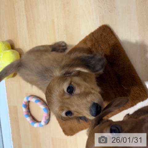 奈良県のミニチュアダックスフンド(ロング) (ペットプラス 大和郡山店/2025年11月18日生まれ/男の子/レッド)の子犬の3枚目の画像