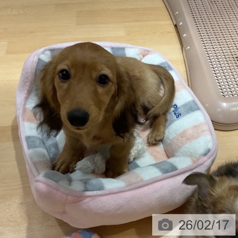 奈良県のミニチュアダックスフンド(ロング) (ペットプラス 大和郡山店/2025年11月18日生まれ/男の子/レッド)の子犬の3枚目の画像