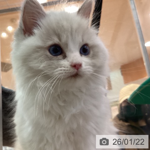 京都府のラグドール (ペットプラス イオンモールKYOTO店/2025年11月17日生まれ/男の子/ブルーリンクスポイントバイカラー)の子猫の4枚目の画像