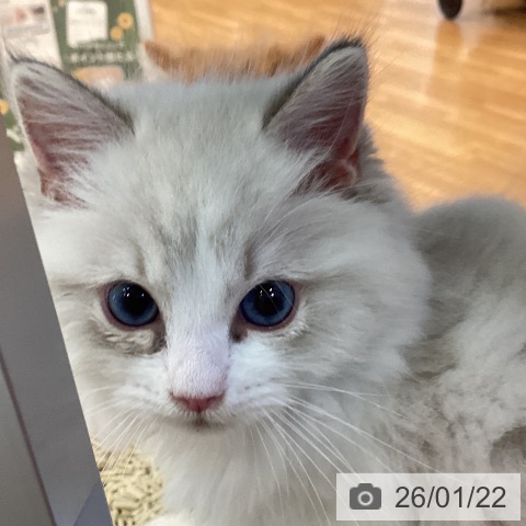 京都府のラグドール (ペットプラス イオンモールKYOTO店/2025年11月17日生まれ/男の子/ブルーリンクスポイントバイカラー)の子猫の3枚目の画像