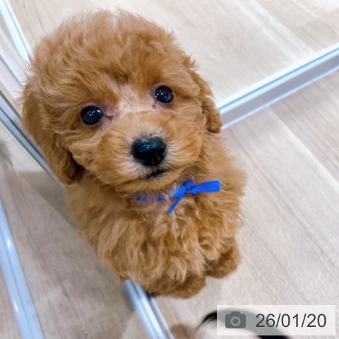 大阪府のトイプードル(トイ) (ペットプラス イオン大日店/2025年11月19日生まれ/男の子/オレンジフォーン)の子犬の4枚目の画像