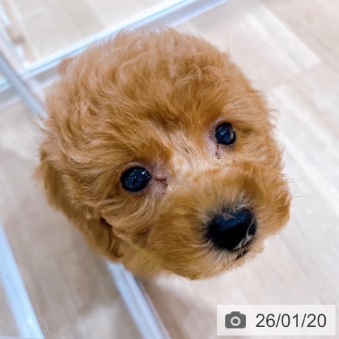大阪府のトイプードル(トイ) (ペットプラス イオン大日店/2025年11月19日生まれ/男の子/オレンジフォーン)の子犬の3枚目の画像