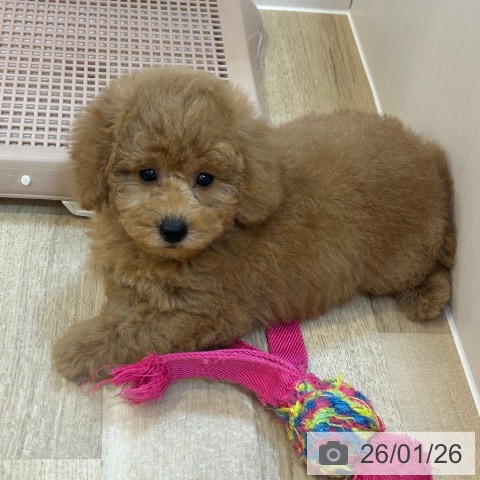 トイ・プードルの写真