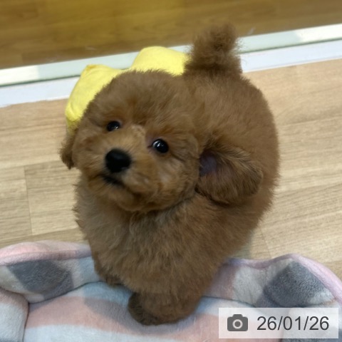 トイ・プードルの写真