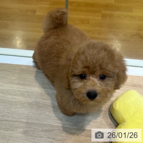 トイ・プードルの写真