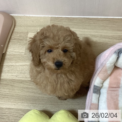 トイ・プードルの写真