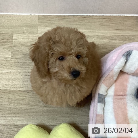 トイ・プードルの写真