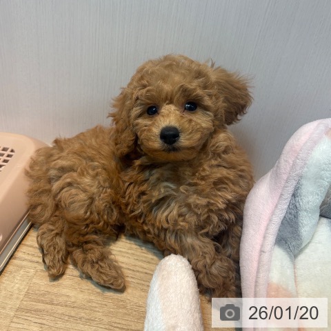 京都府のトイプードル(トイ) (ペットプラス イオンモールKYOTO店/2025年11月19日生まれ/男の子/オレンジフォーン)の子犬の4枚目の画像