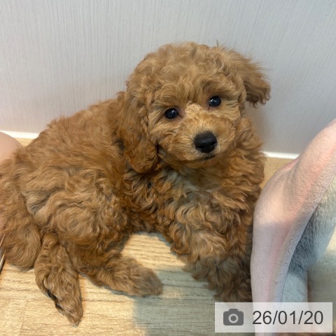 京都府のトイプードル(トイ) (ペットプラス イオンモールKYOTO店/2025年11月19日生まれ/男の子/オレンジフォーン)の子犬の3枚目の画像