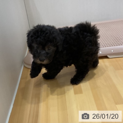 奈良県のトイプードル(トイ) (ペットプラス 大和郡山店/2025年11月15日生まれ/男の子/シルバー)の子犬の4枚目の画像