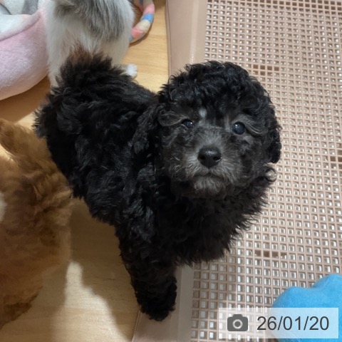 奈良県のトイプードル(トイ) (ペットプラス 大和郡山店/2025年11月15日生まれ/男の子/シルバー)の子犬の3枚目の画像