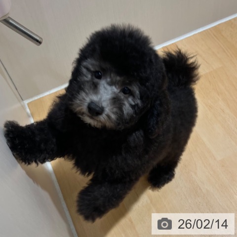 奈良県のトイプードル(トイ) (ペットプラス 大和郡山店/2025年11月15日生まれ/男の子/シルバー)の子犬の3枚目の画像