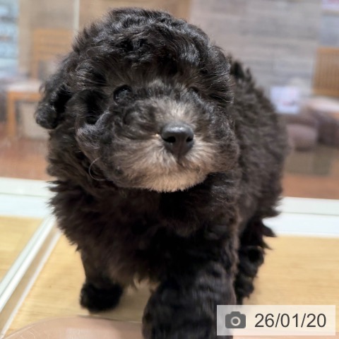 大阪府のトイプードル(トイ) (ペットプラス 四條畷店/2025年11月15日生まれ/女の子/シルバー)の子犬の4枚目の画像