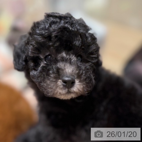 大阪府のトイプードル(トイ) (ペットプラス 四條畷店/2025年11月15日生まれ/女の子/シルバー)の子犬の3枚目の画像