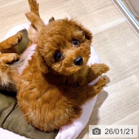 大阪府のトイプードル(トイ) (ペットプラス イオン大日店/2025年11月14日生まれ/男の子/レッドフォーン)の子犬の4枚目の画像