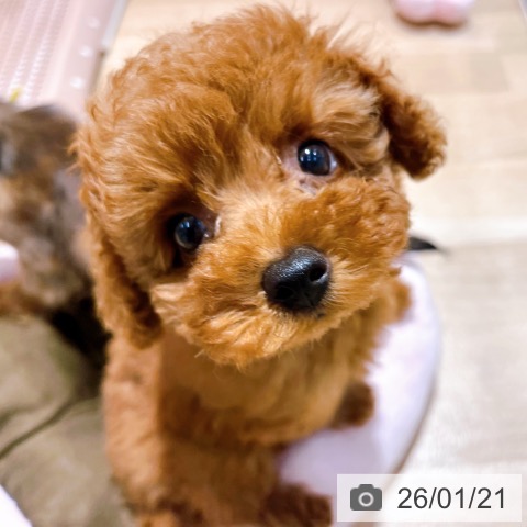 大阪府のトイプードル(トイ) (ペットプラス イオン大日店/2025年11月14日生まれ/男の子/レッドフォーン)の子犬の3枚目の画像