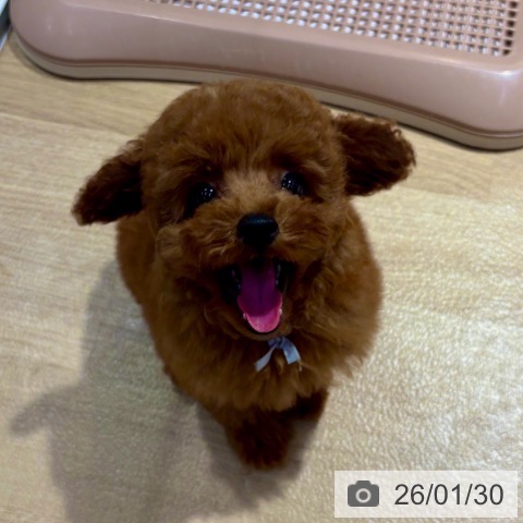 大阪府のトイプードル(トイ) (ペットプラス イオン大日店/2025年11月14日生まれ/男の子/レッドフォーン)の子犬の4枚目の画像