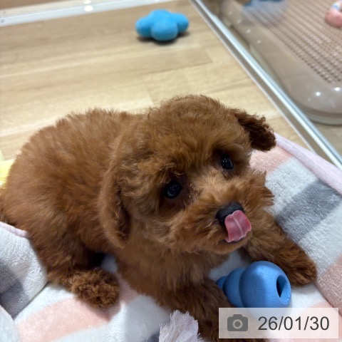 大阪府のトイプードル(トイ) (ペットプラス イオン大日店/2025年11月14日生まれ/男の子/レッドフォーン)の子犬の3枚目の画像