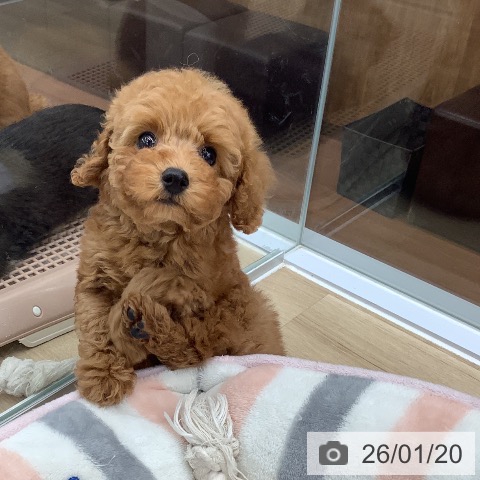 大阪府のトイプードル(トイ) (ペットプラス りんくう泉南店/2025年11月14日生まれ/男の子/レッドフォーン)の子犬の4枚目の画像