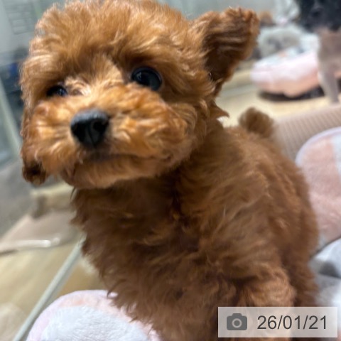 兵庫県のトイプードル(トイ) (ペットプラス 神戸三宮店/2025年11月14日生まれ/女の子/レッドフォーン)の子犬の3枚目の画像