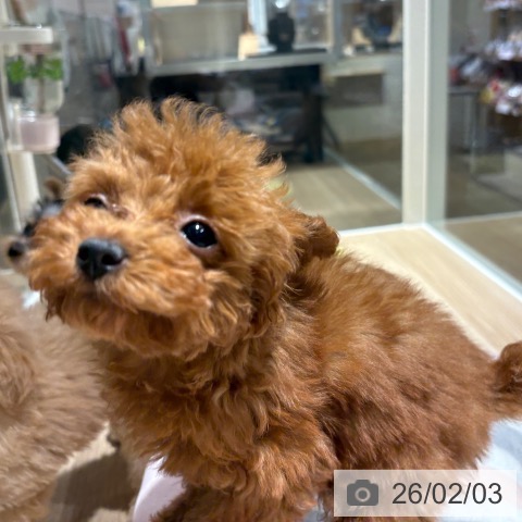 トイ・プードルの写真