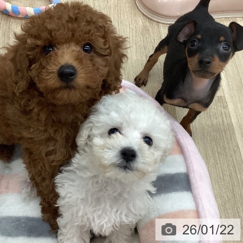 新潟県のミニチュアピンシャー (ペットプラス 新潟南店/2025年11月17日生まれ/男の子/ブラックタン)の子犬の4枚目の画像