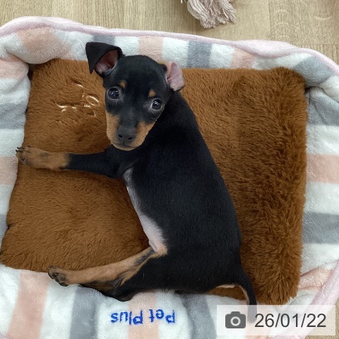 新潟県のミニチュアピンシャー (ペットプラス 新潟南店/2025年11月17日生まれ/男の子/ブラックタン)の子犬の3枚目の画像