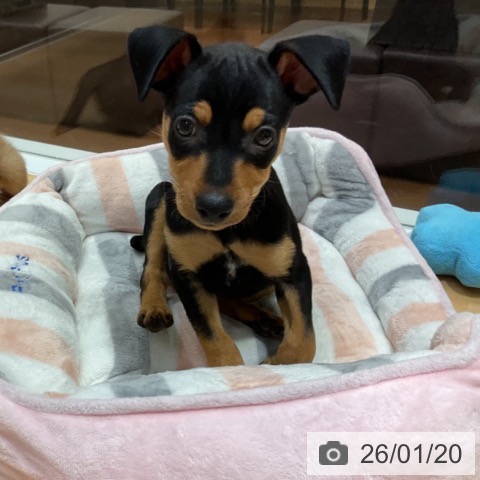 奈良県のミニチュアピンシャー (ペットプラス 大和郡山店/2025年11月19日生まれ/男の子/ブラックタン)の子犬の4枚目の画像