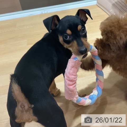 奈良県のミニチュアピンシャー (ペットプラス 大和郡山店/2025年11月19日生まれ/男の子/ブラックタン)の子犬の3枚目の画像