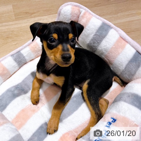 大阪府のミニチュアピンシャー (ペットプラス イオン大日店/2025年11月19日生まれ/男の子/ブラックタン)の子犬の4枚目の画像