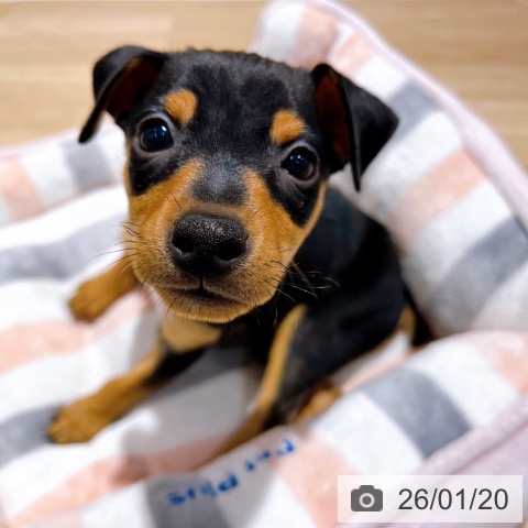 大阪府のミニチュアピンシャー (ペットプラス イオン大日店/2025年11月19日生まれ/男の子/ブラックタン)の子犬の3枚目の画像