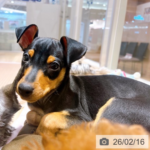 ミニチュア・ピンシャーの写真