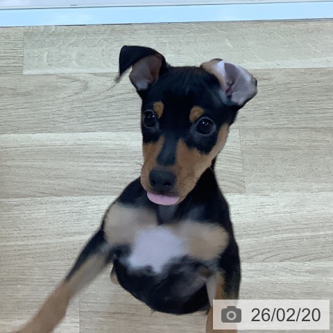 兵庫県のミニチュアピンシャー (ペットプラス 姫路大津店/2025年11月19日生まれ/男の子/ブラックタン)の子犬の3枚目の画像