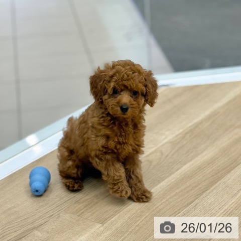 トイ・プードルの写真