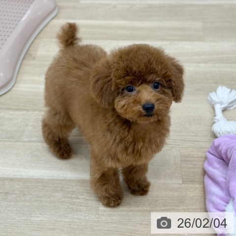 京都府のトイプードル(トイ) (ペットプラス 久御山店/2025年11月11日生まれ/女の子/レッドフォーン)の子犬の4枚目の画像