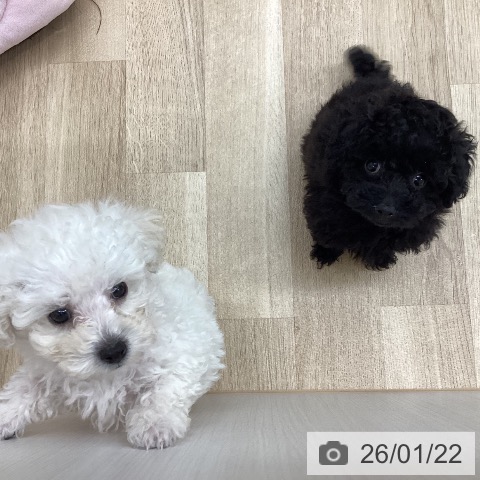 新潟県のトイプードル(トイ) (ペットプラス 新潟南店/2025年11月15日生まれ/男の子/ブラック)の子犬の4枚目の画像