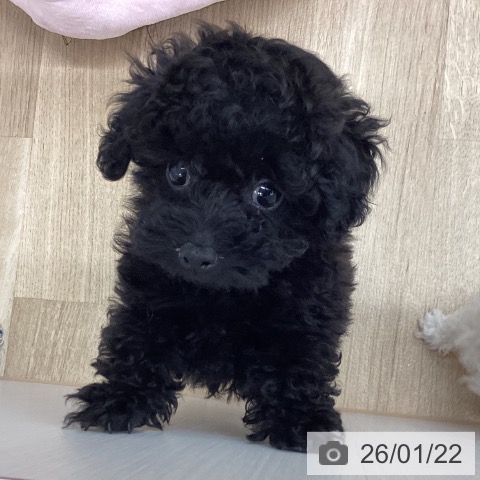 新潟県のトイプードル(トイ) (ペットプラス 新潟南店/2025年11月15日生まれ/男の子/ブラック)の子犬の3枚目の画像