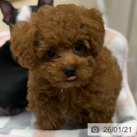 京都府のトイプードル(トイ) (ペットプラス 京都桂川店/2025年11月11日生まれ/男の子/オレンジフォーン)の子犬の4枚目の画像