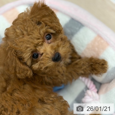 京都府のトイプードル(トイ) (ペットプラス 京都桂川店/2025年11月11日生まれ/男の子/オレンジフォーン)の子犬の3枚目の画像