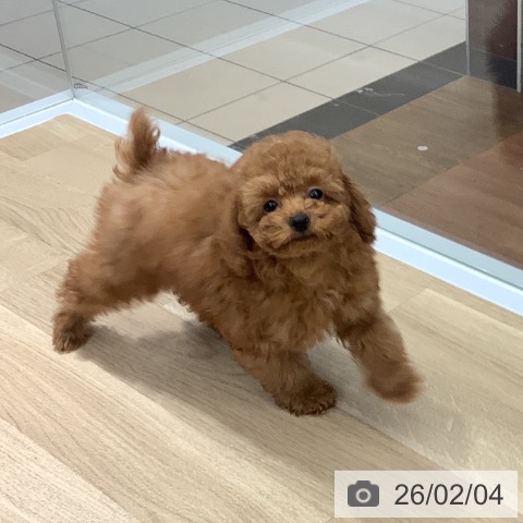 トイ・プードルの写真