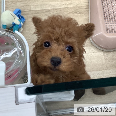 大阪府のトイプードル(トイ) (ペットプラス りんくう泉南店/2025年11月11日生まれ/女の子/レッドフォーン)の子犬の3枚目の画像