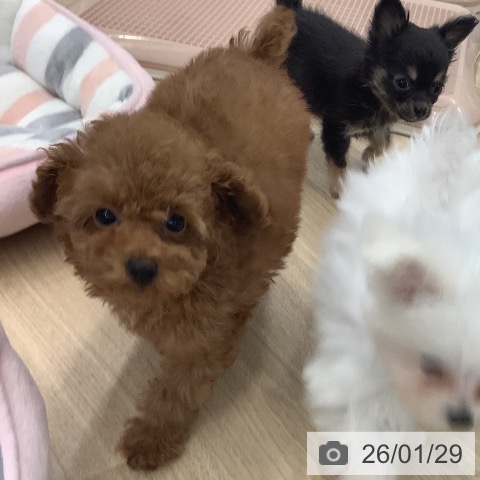 大阪府のトイプードル(トイ) (ペットプラス りんくう泉南店/2025年11月11日生まれ/女の子/レッドフォーン)の子犬の3枚目の画像