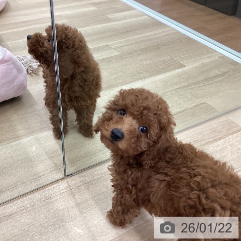 新潟県のトイプードル(トイ) (ペットプラス 新潟南店/2025年11月16日生まれ/男の子/レッド)の子犬の4枚目の画像