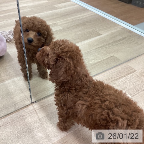 新潟県のトイプードル(トイ) (ペットプラス 新潟南店/2025年11月16日生まれ/男の子/レッド)の子犬の3枚目の画像