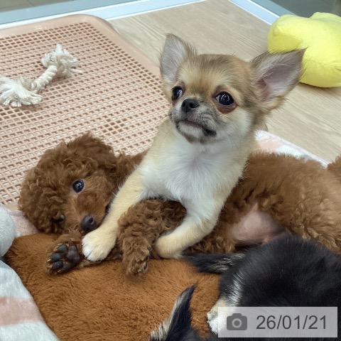 大阪府のトイプードル(トイ) (ペットプラス ららぽーと和泉店/2025年11月16日生まれ/男の子/レッド)の子犬の4枚目の画像