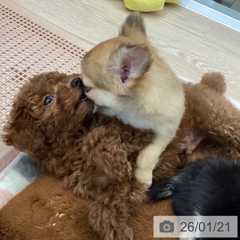 大阪府のトイプードル(トイ) (ペットプラス ららぽーと和泉店/2025年11月16日生まれ/男の子/レッド)の子犬の3枚目の画像