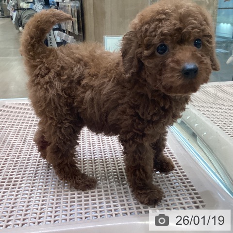 大阪府のトイプードル(トイ) (ペットプラス 堺北花田店/2025年11月16日生まれ/女の子/レッド)の子犬の4枚目の画像